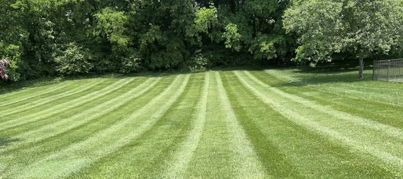 Thick, evenly striped backyard lawn bordered by trees