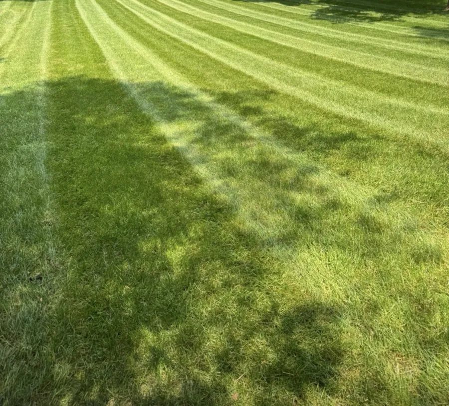 Close view of dense turf with mowing stripes in partial shade