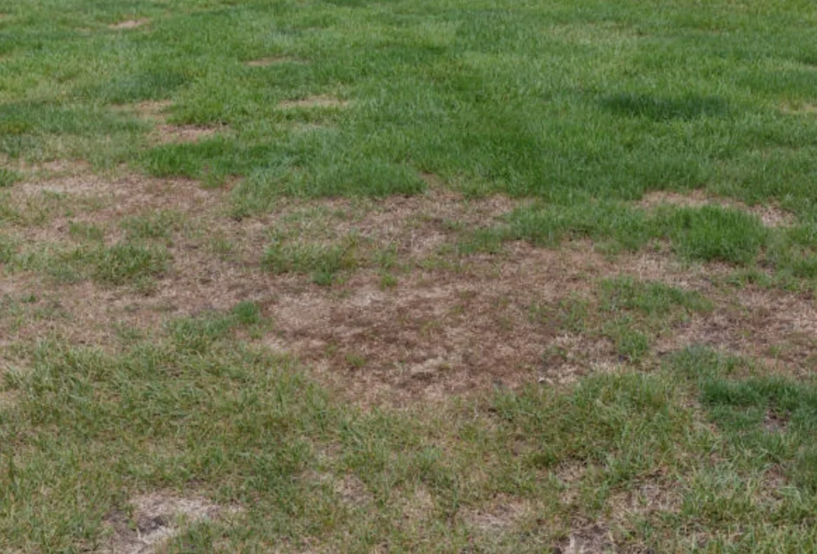 Grub & Disease Control service by Volunteer Turf