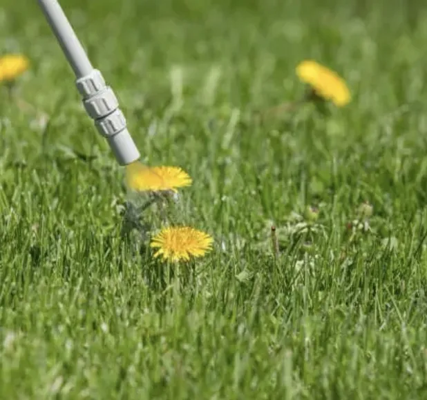 Weed Control service by Volunteer Turf