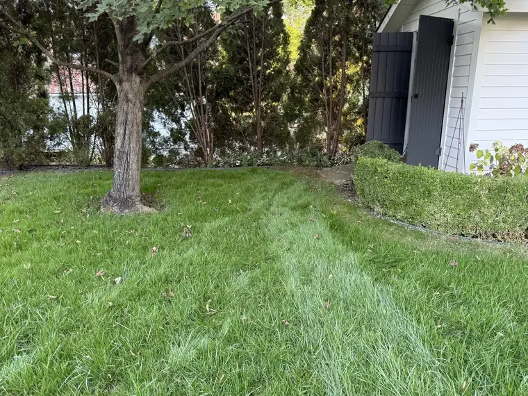 After: shaded area beneath a tree