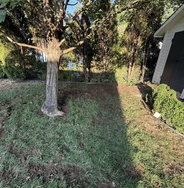 Before: shaded area beneath a tree